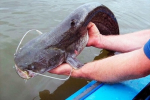 Наступает запрет на вылов сома