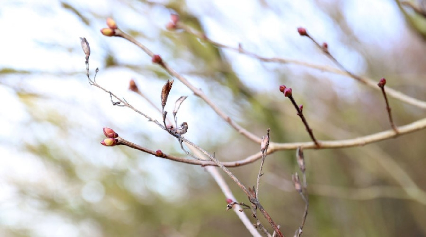 Погода 19 марта: облачно с прояснениями, осадки в виде снега и от -4 °С до +11 °С