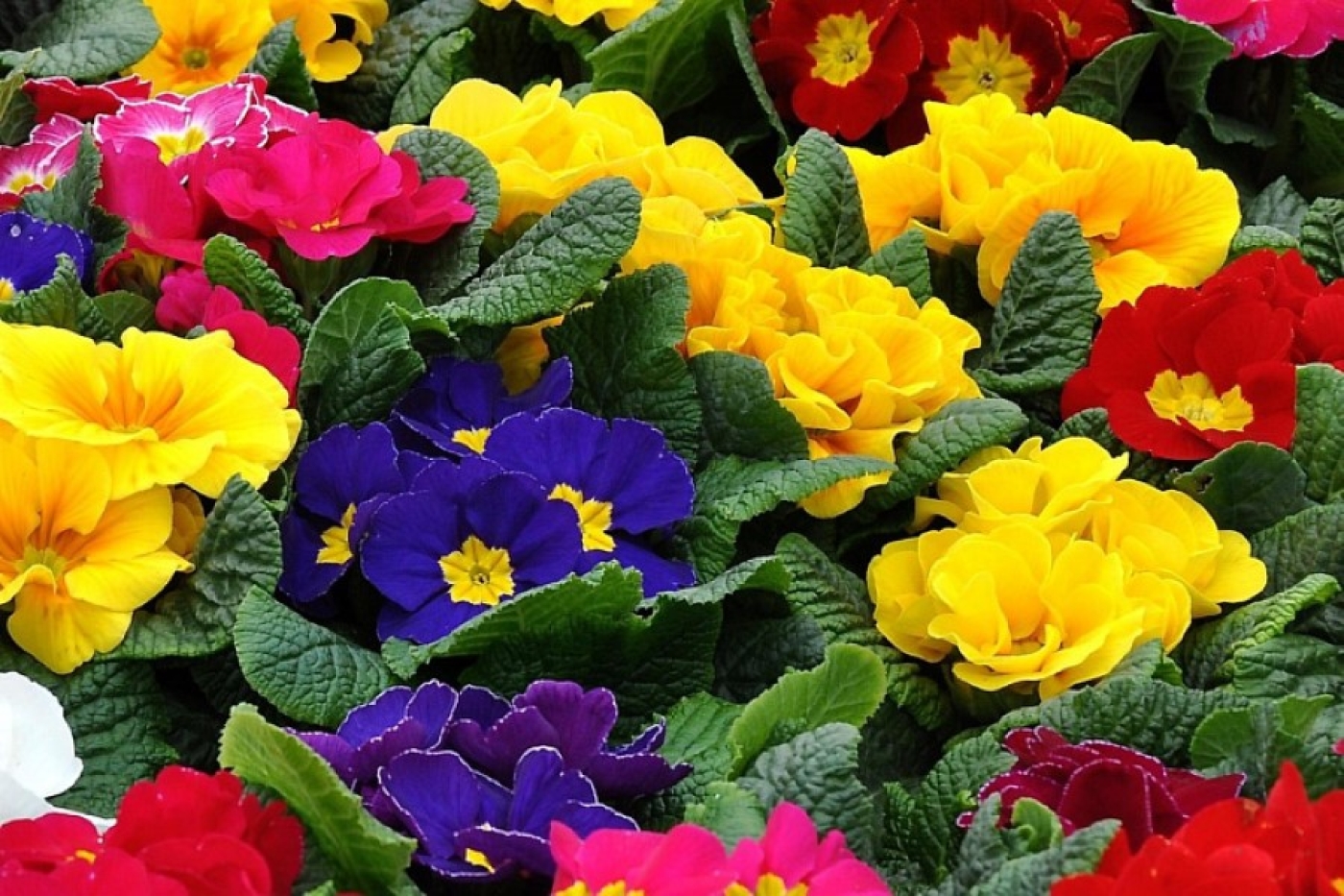 Идеальная замена розам: нашли яркий многолетник для сада