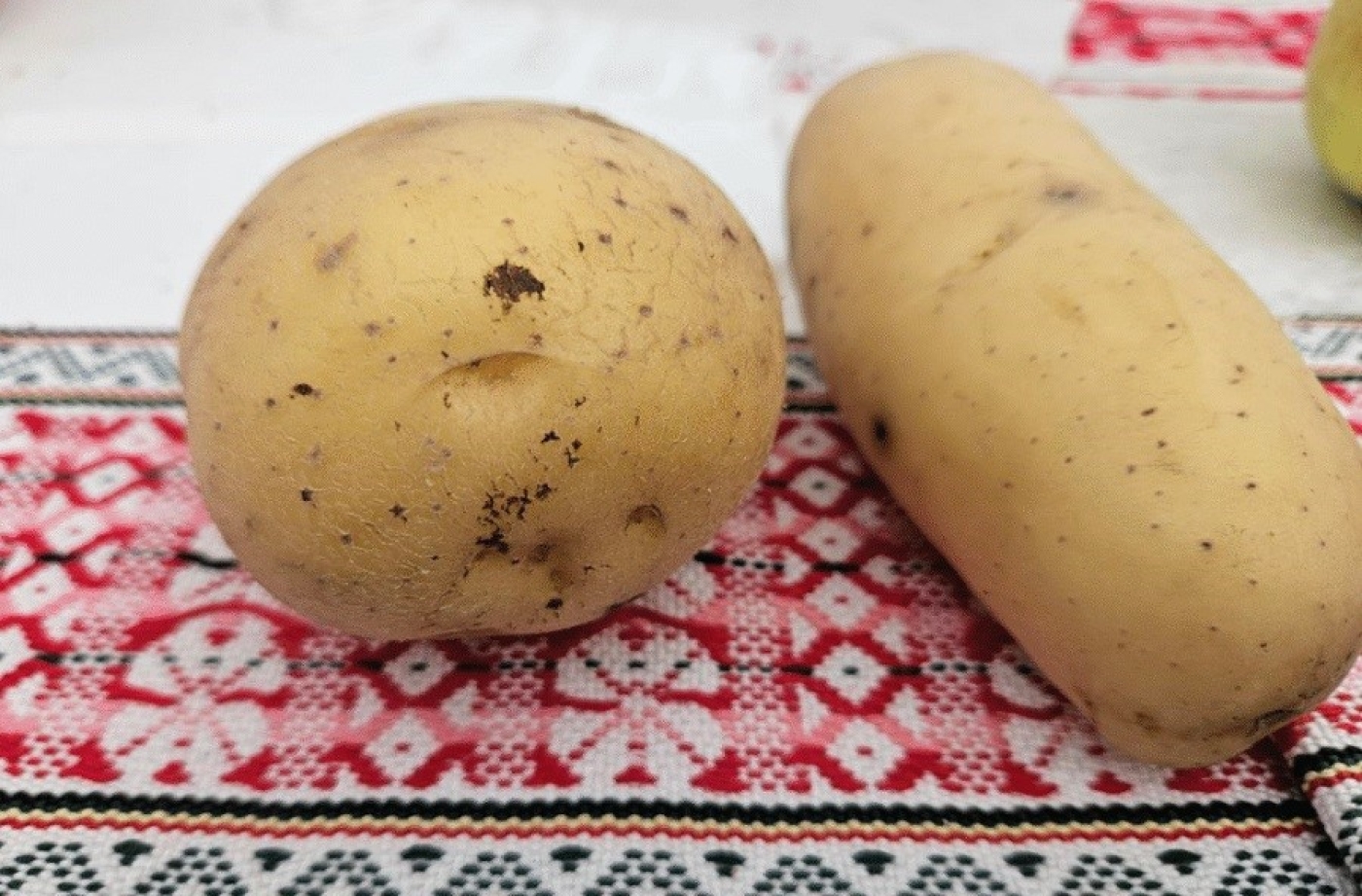 Лили или Королева Анна: какая картошка делает драники идеальными