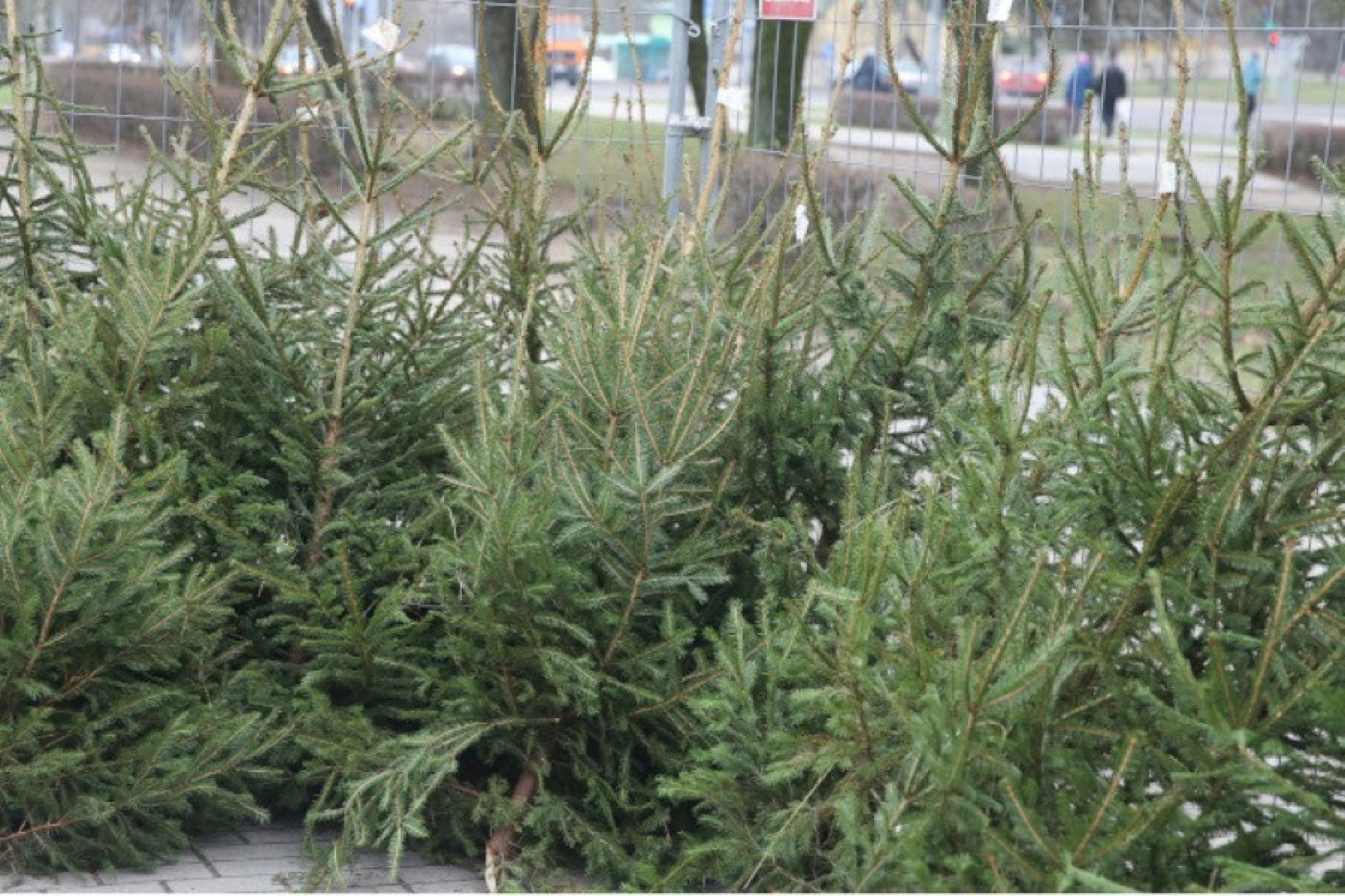 Сколько будут стоить новогодние деревья на елочных базарах в этом году?