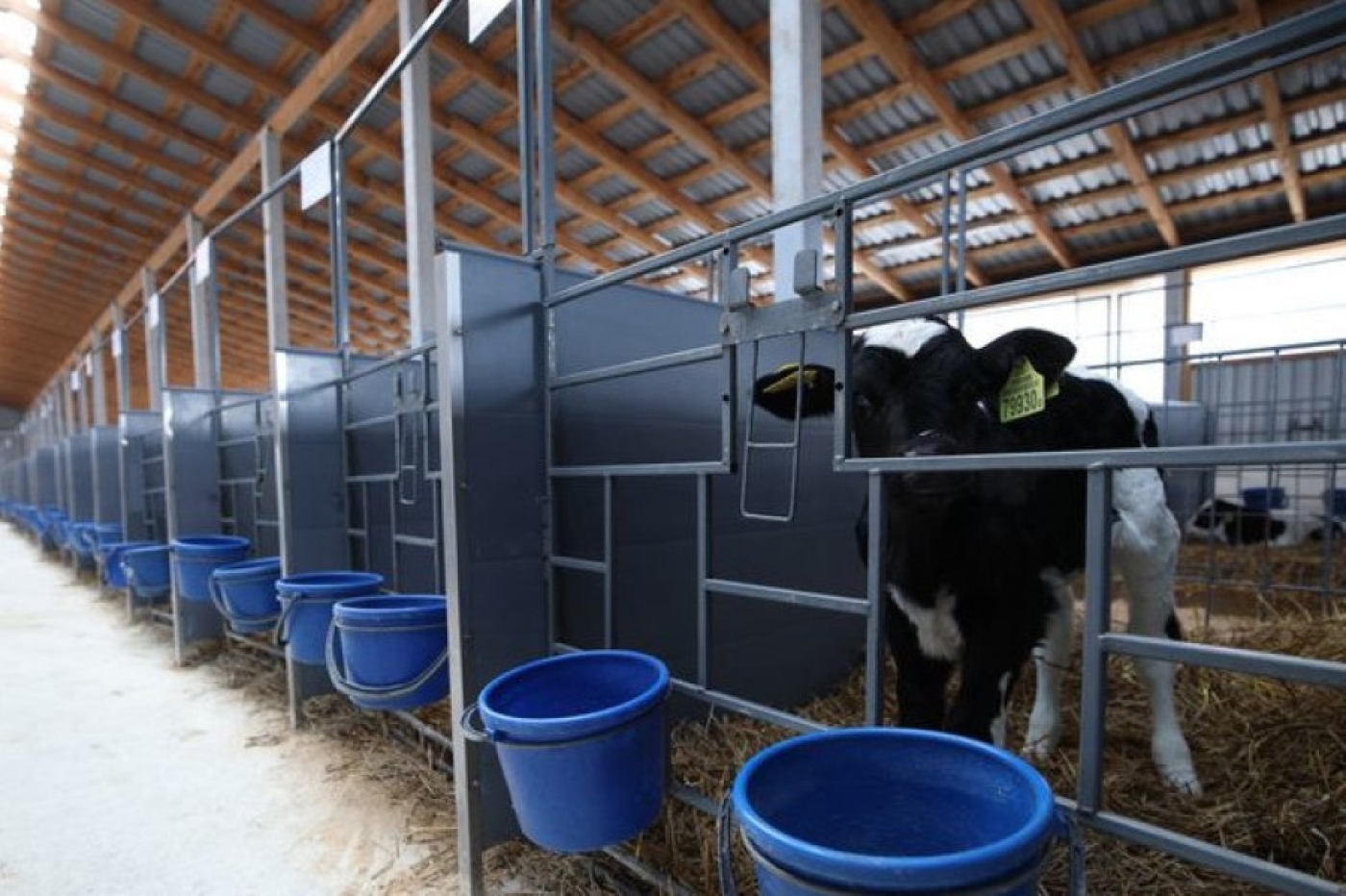 В Беларуси к октябрю построят 528 профилакториев для телят