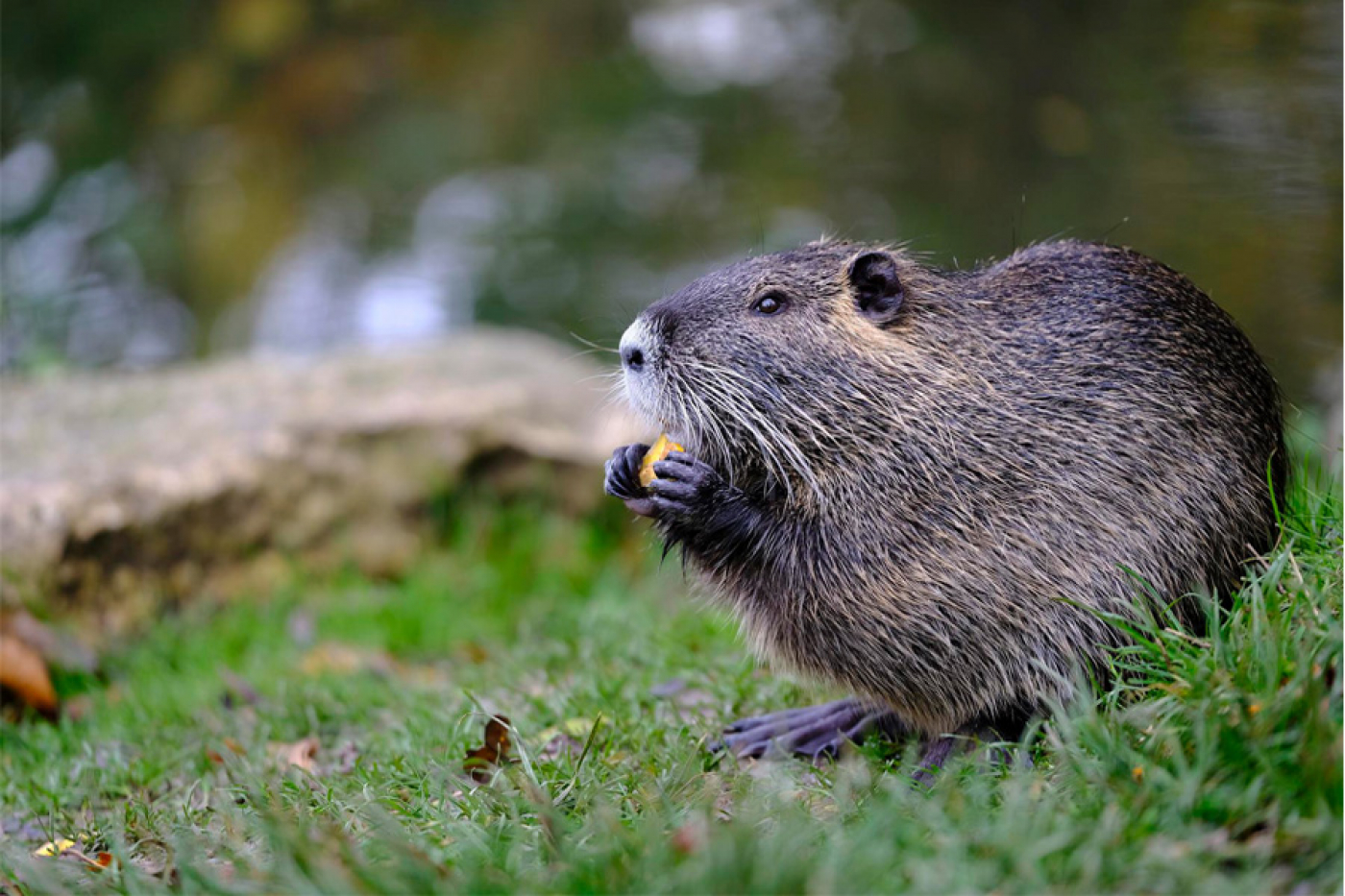 В первую неделю сентября открылась охота на бобра и выдру