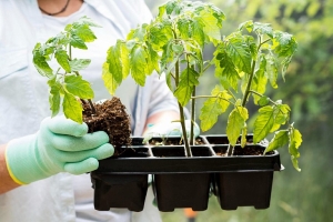 Всего один раствор перед посадкой – и рассада не погибнет от черной ножки