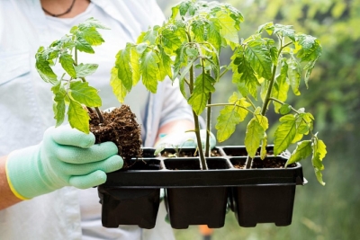 Всего один раствор перед посадкой – и рассада не погибнет от черной ножки