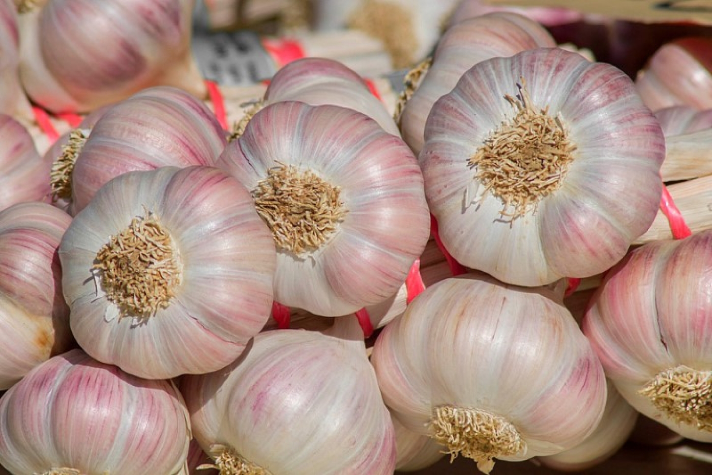 Какие культуры высаживать после чеснока: советы по севообороту