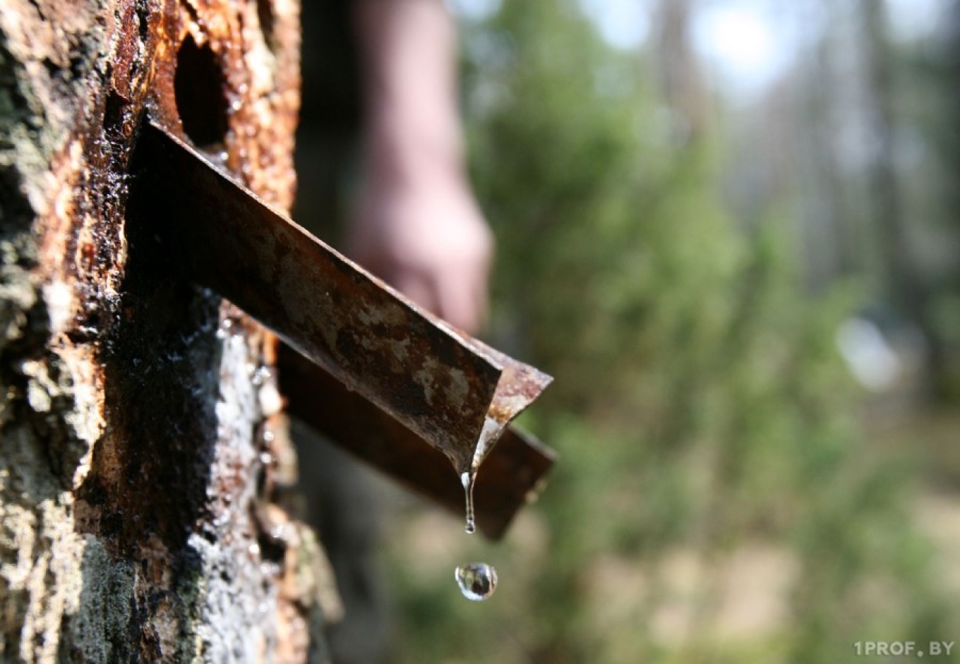 Березинский лесхоз приступил к заготовке и реализации березового сока в 2024 году