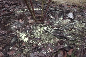 Садовод рассказал про важные весенние работы для голубики