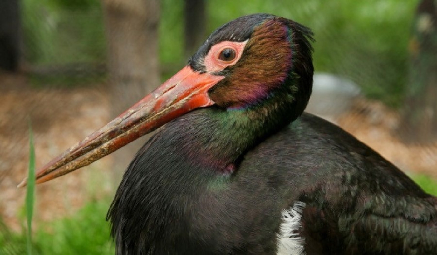 Птицей года – 2026 в Беларуси выбран черный аист