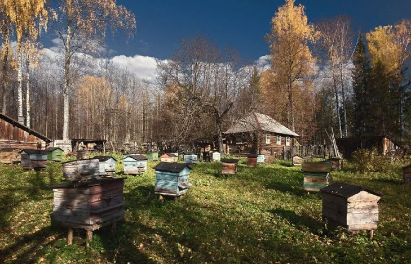 Где на территории лесного фонда разрешено размещение ульев и пасек