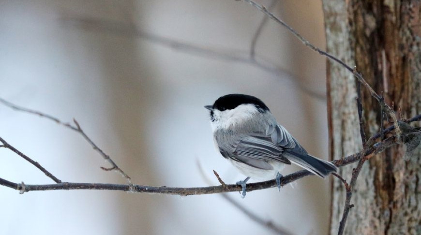 До +10°С и сильный ветер ожидаются сегодня в Беларуси