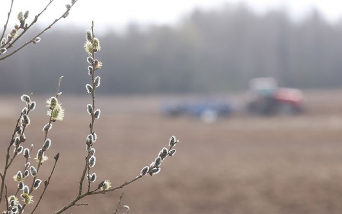 В Минской области увеличат площади посадки картофеля и ранних овощей