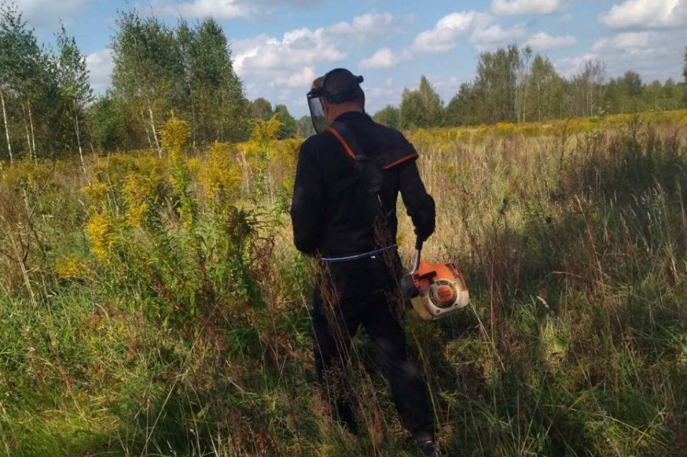 Ведутся работы по уничтожению золотарника!