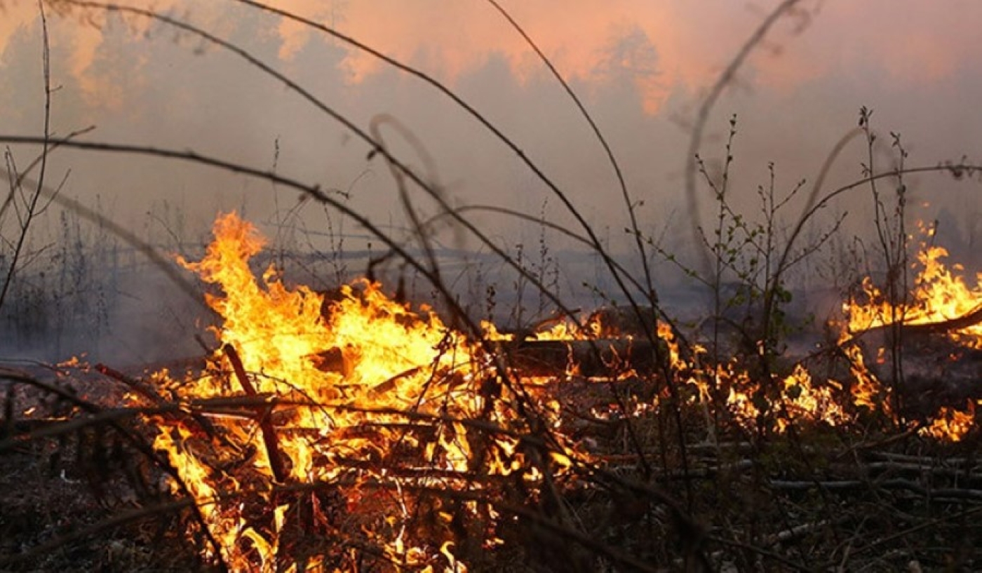 Бушевали почти во всех областях. 36 лесных пожаров произошло в Беларуси за минувшие сутки