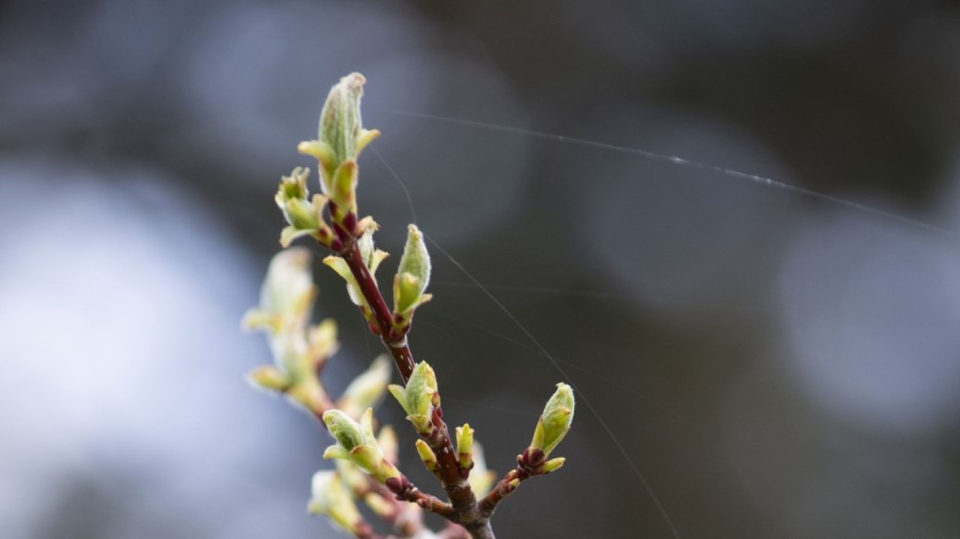 До +8°C и дожди обещают сегодня синоптики