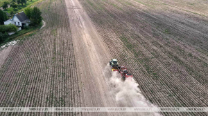 В Беларуси накопано более 36 тыс. тонн картофеля