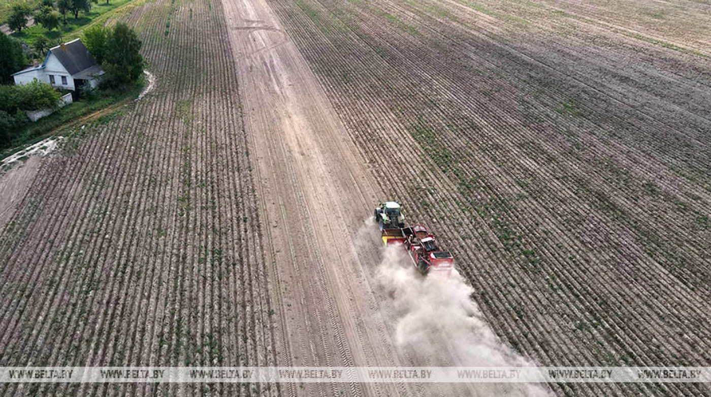 В Беларуси накопано более 36 тыс. тонн картофеля