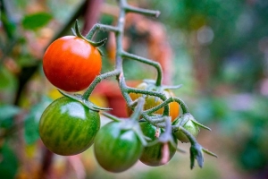 Высокорослые или низкорослые томаты: все за и против