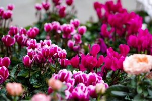 Цветет даже в мороз: назван зимний цветок, который спасет ваш сад