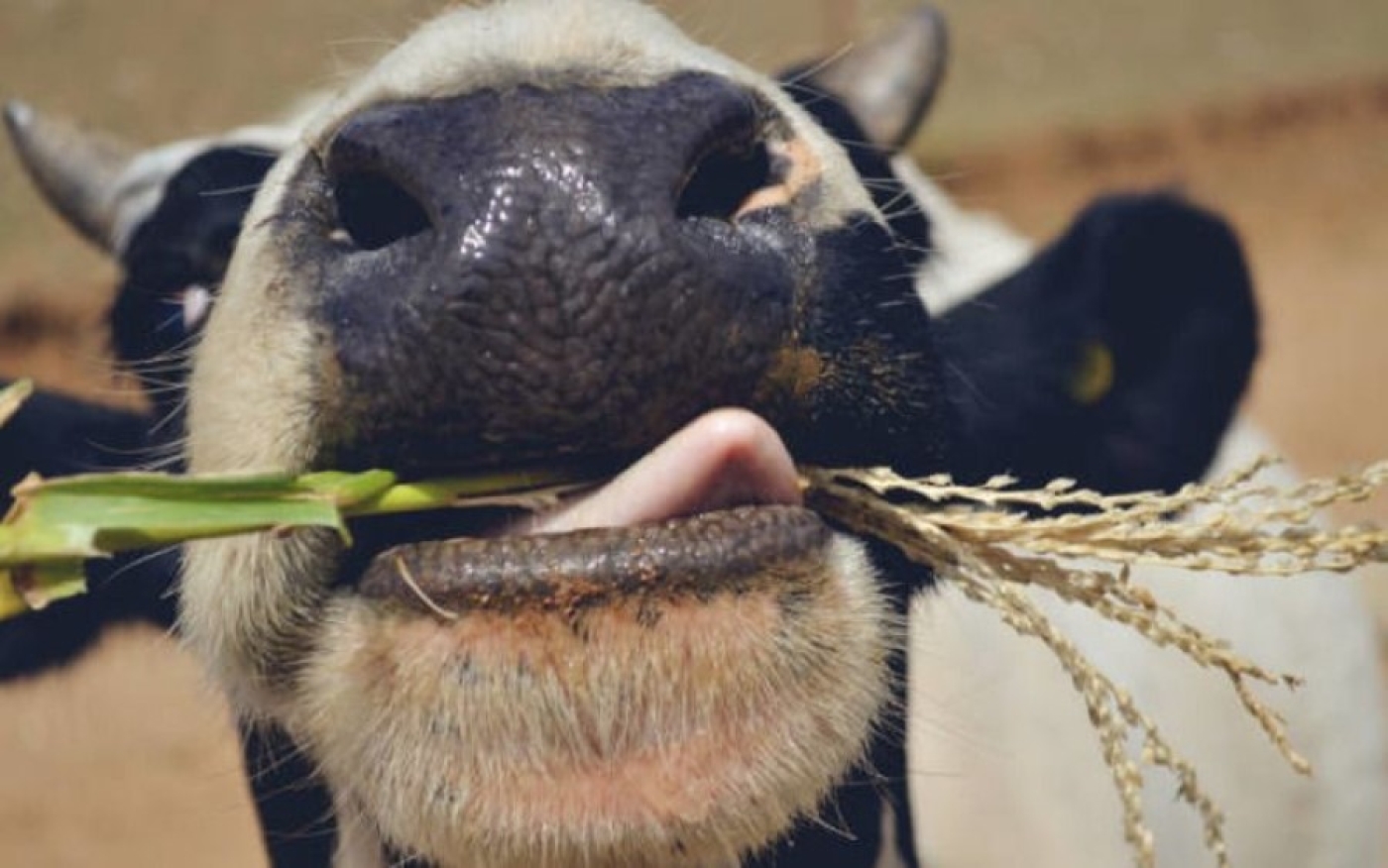 Беларусь в 2025 году рассчитывает увеличить производство молока до 9,2 млн тонн