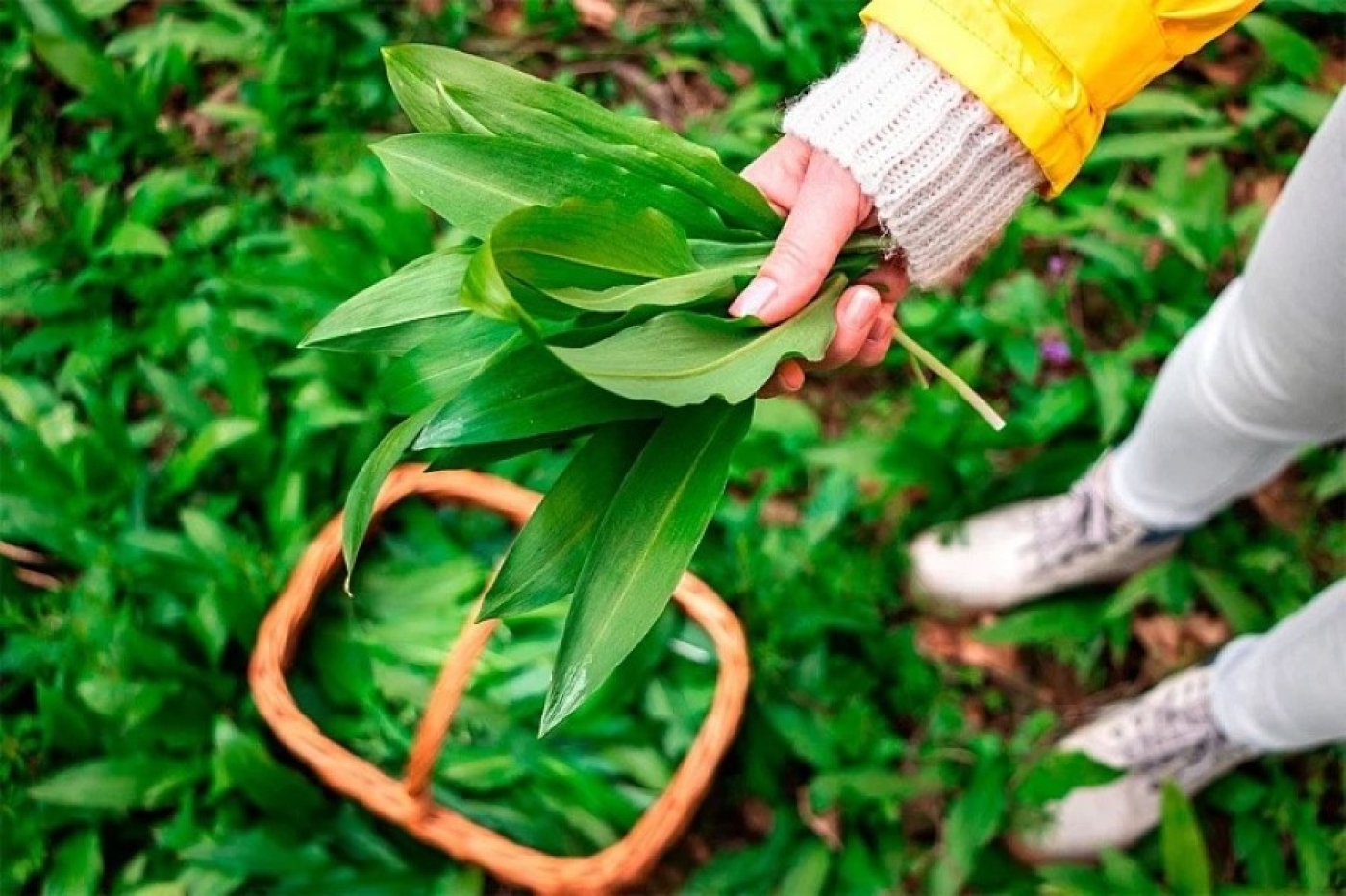 Выращиваем черемшу садовую – и никаких проблем с законом