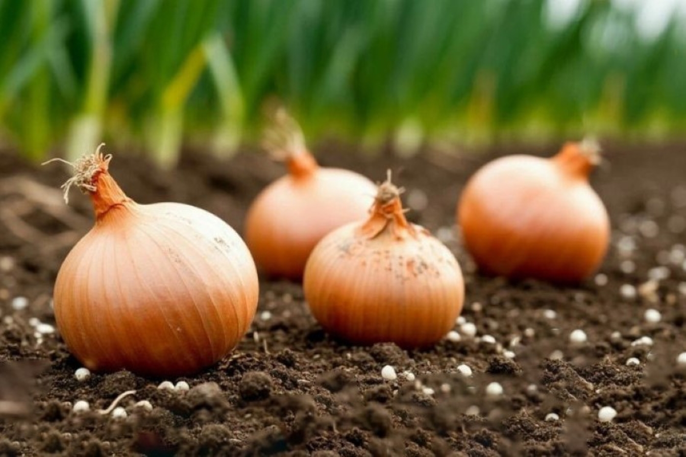 Простой и урожайный способ посадки лука севка весной