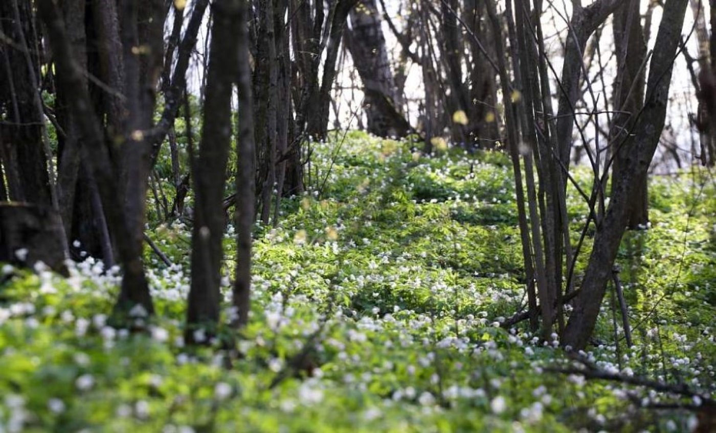 Ограничения на посещение лесов введены в 51 районе Беларуси
