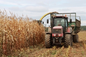 Кукуруза – на силос и на зерно