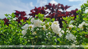 Слабый туман и до +30°С будет сегодня в Беларуси