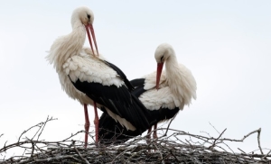 Аисты вернулись в родные края