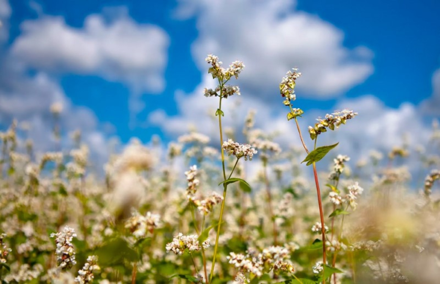 Гречиху в Беларуси посеяли на 40,9% запланированных площадей