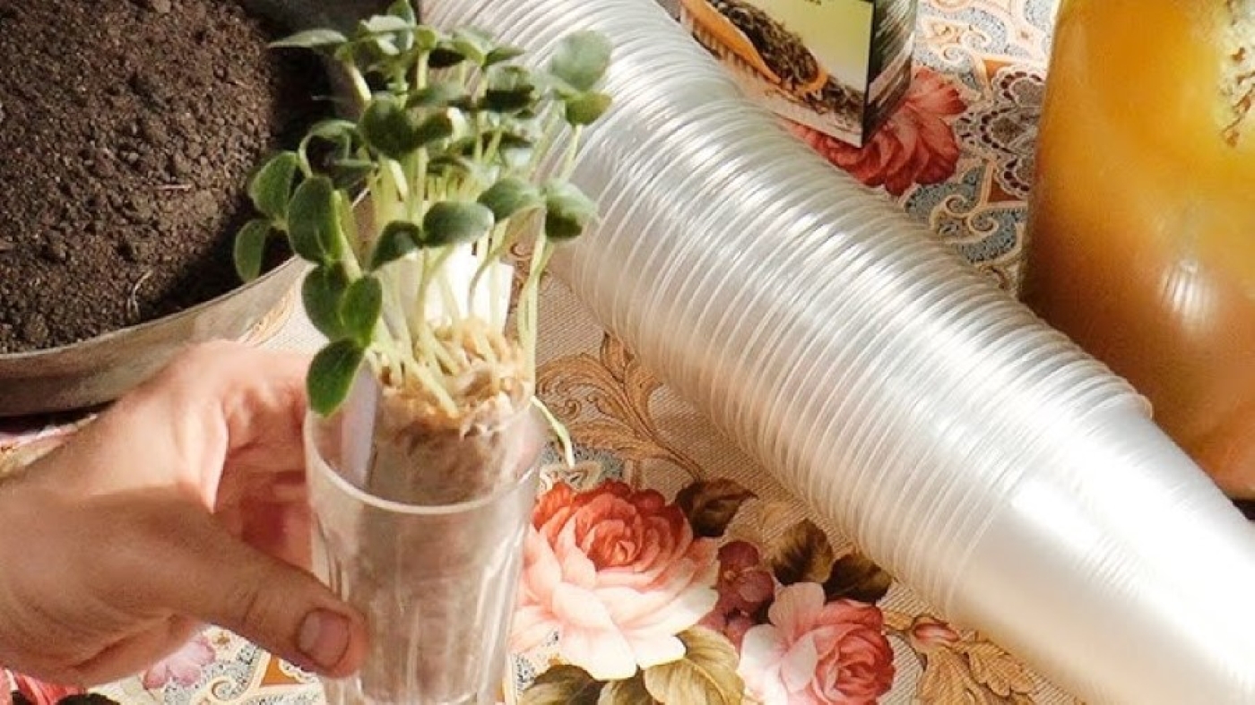 Рассада без пикировки. Такое возможно?