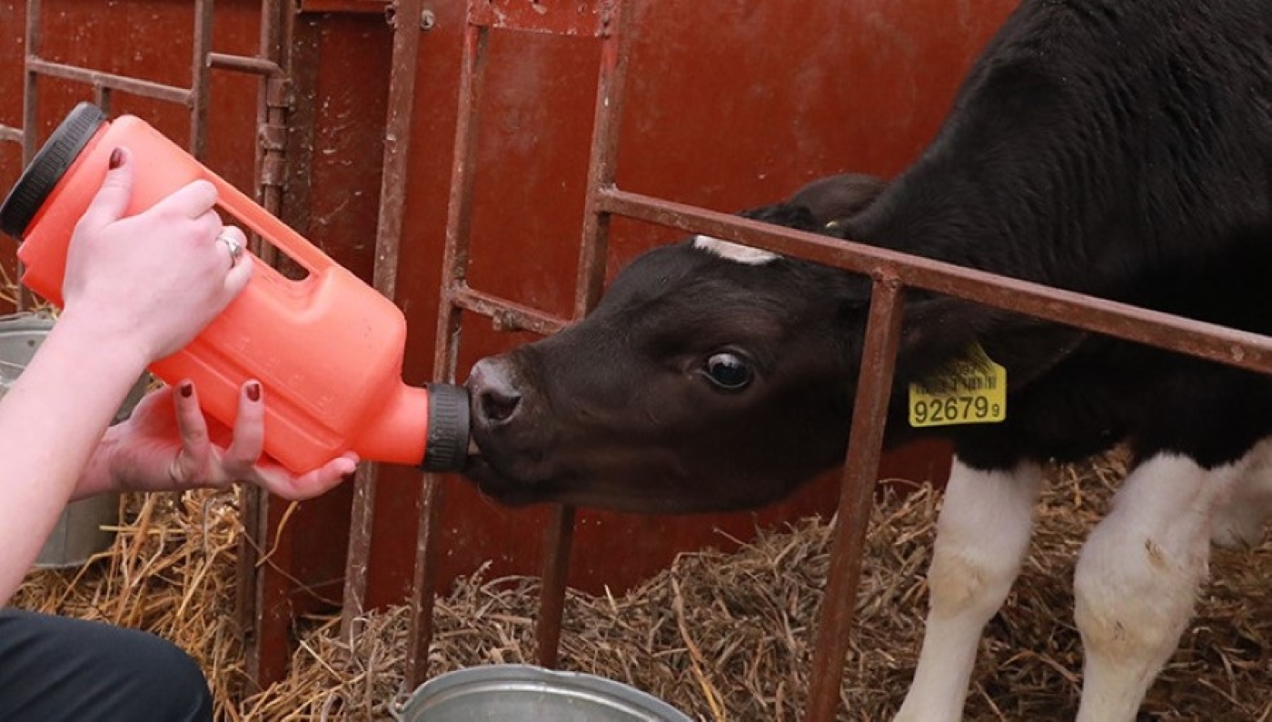 С 1 августа в сельхозпредприятиях Минской области приступят к работе почти 300 выпускников вузов