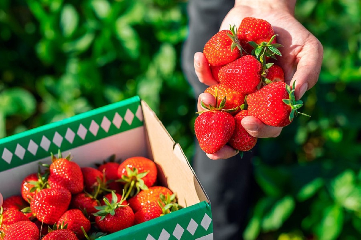 Чем полезна клубника? Врач-диетолог о преимуществах летней (не)ягоды