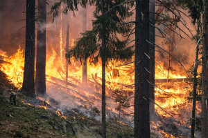 Лесные пожары