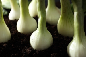 Чеснок пожелтел? 3 экстренные подкормки спасут урожай и вернут зелёный цвет