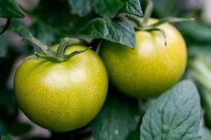 Зеленые томаты созреют быстро – делимся классным способом