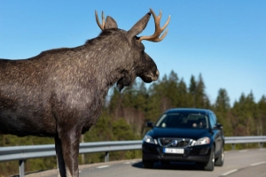 ГАИ: чаще всего диких животных сбивают на республиканских автодорогах