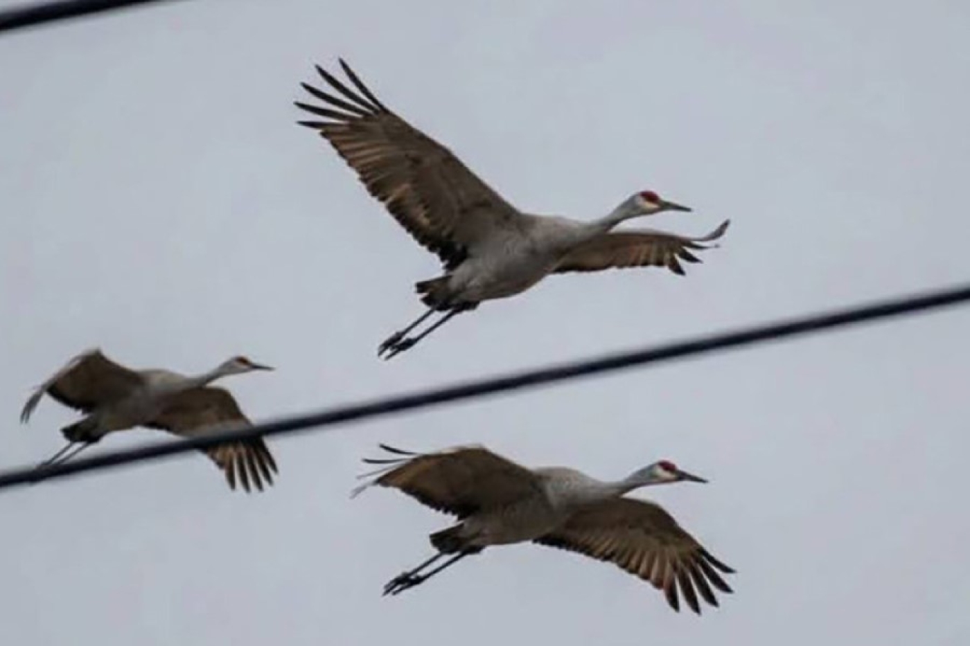 Над Брестом заметили перелетных журавлей. Птицы возвращаются в Беларусь?