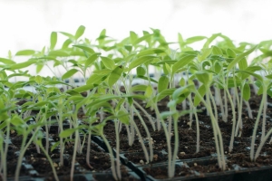 Почему вытягивается рассада и как этого избежать