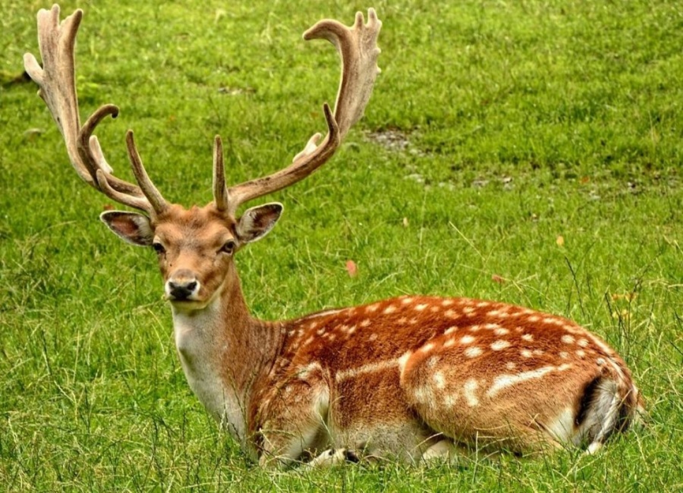 Браконьер выплатит свыше 37 тысяч рублей за незаконную добычу благородного оленя
