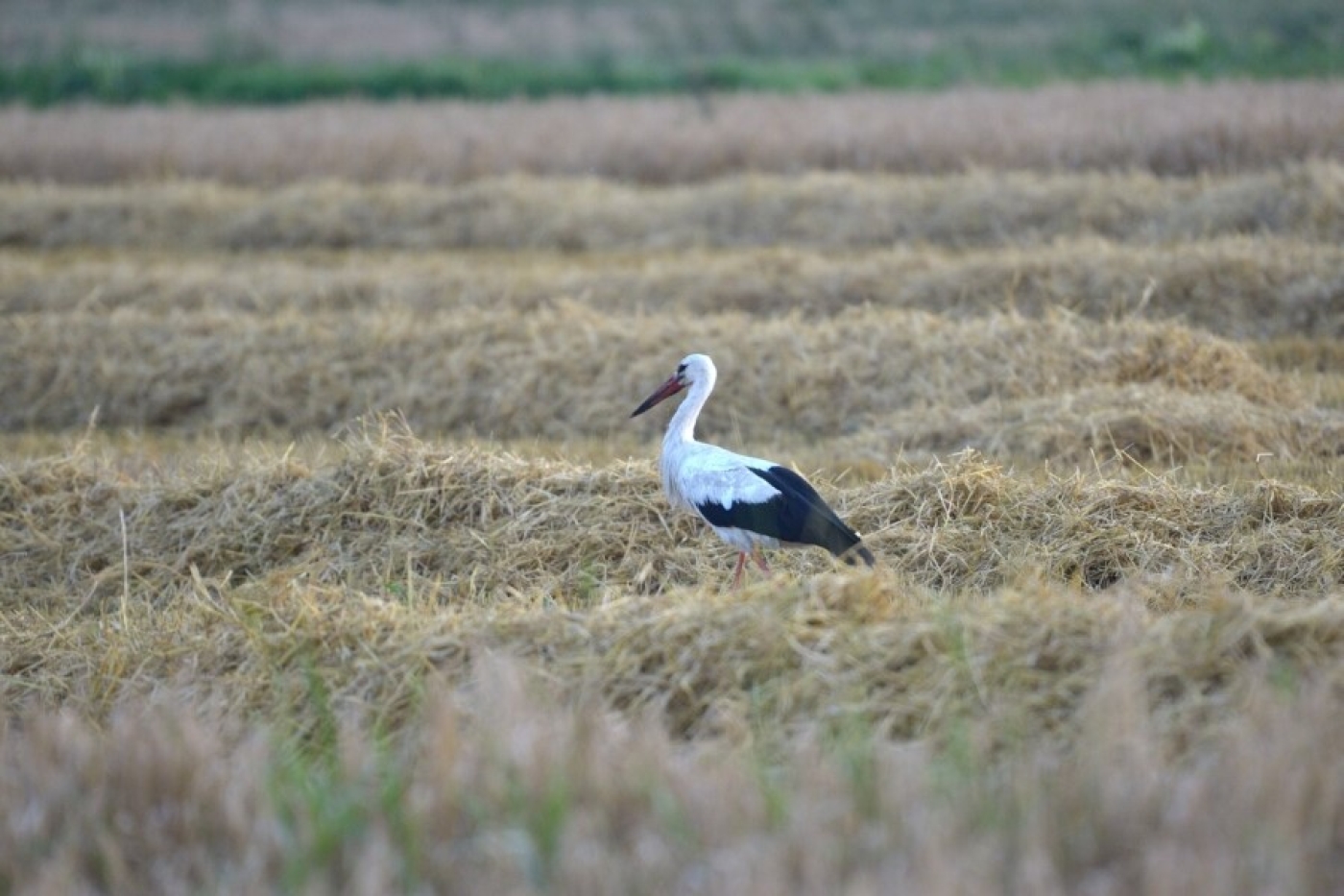 Погода в выходные: кратковременные дожди, местами грозы и до +29 °С