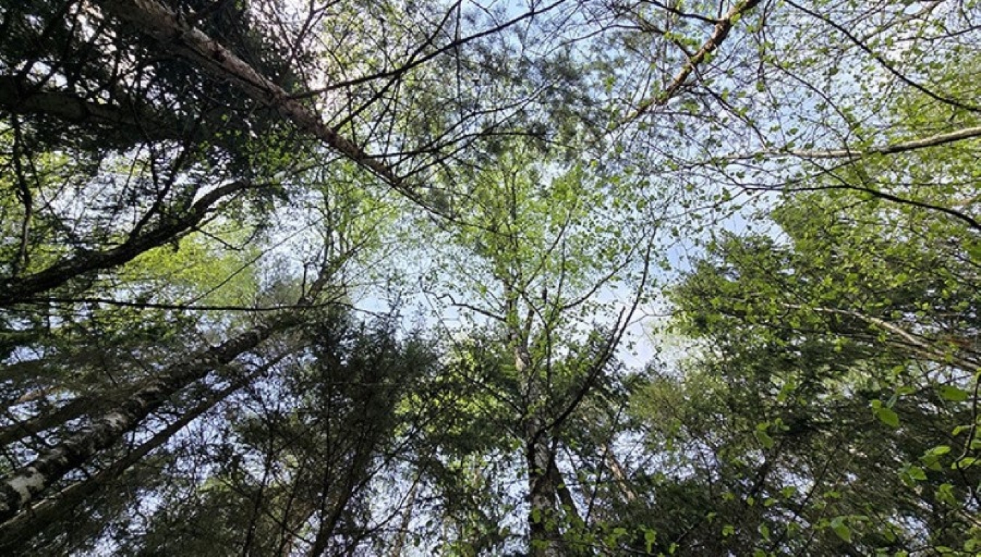 Ограничения на посещение лесов действуют в 86 районах Беларуси