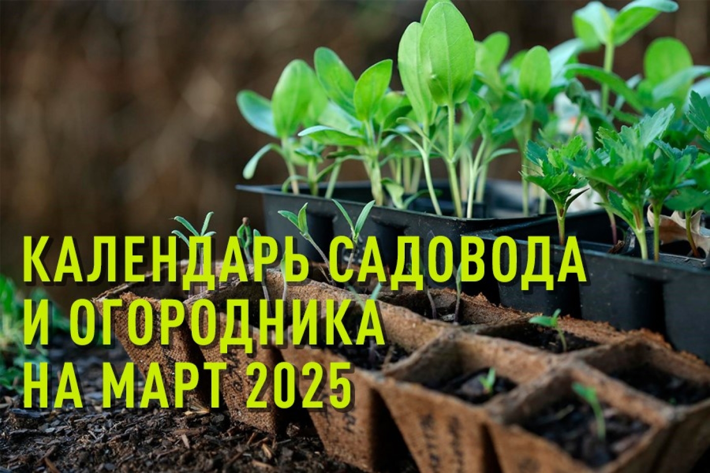 Календарь садовода и огородника на март 2025