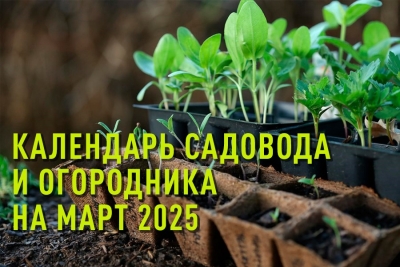 Календарь садовода и огородника на март 2025