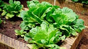 Что еще можно успеть вырастить на даче до холодов? Перечень довольно внушительный