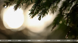 Мокрый снег и сильный ветер прогнозируют в Беларуси на 16 ноября