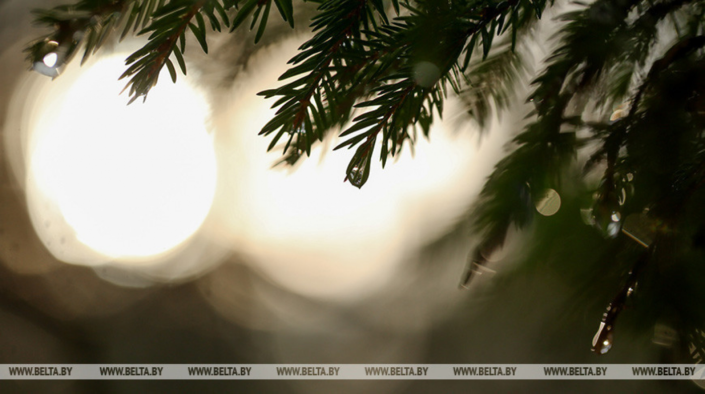 Мокрый снег и сильный ветер прогнозируют в Беларуси на 16 ноября