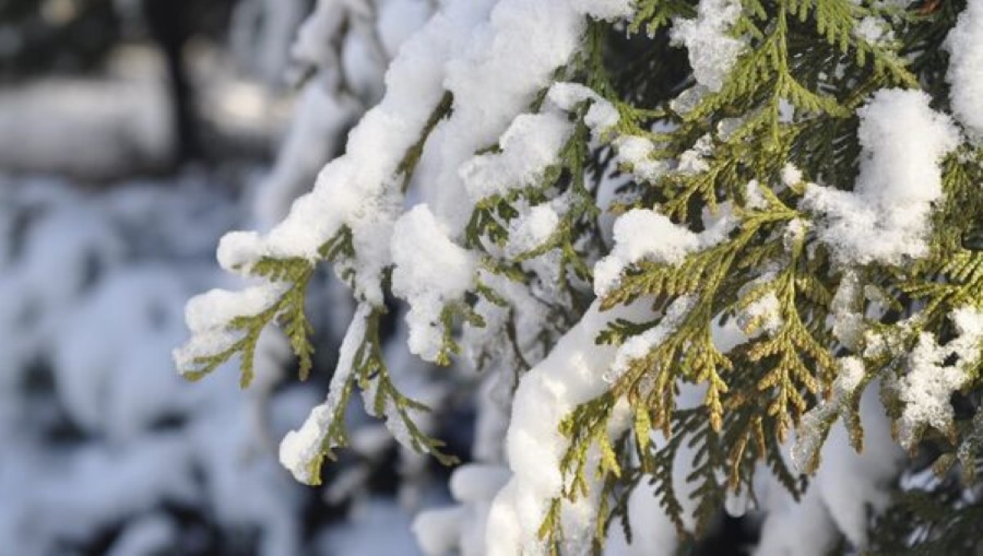 Морозы, порывистый ветер, с воскресенья - потепление. Синоптики о погоде в Беларуси в ближайшие дни