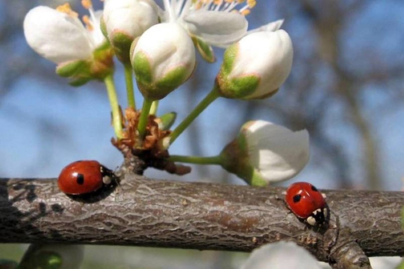 Будет по-настоящему тепло. Рябов рассказал о погоде на неделе с 14 по 20 апреля
